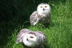 Snowy Owl