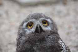 Snowy Owl