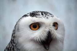 Snowy Owl