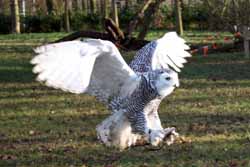 Snowy Owl