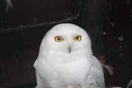 Snowy Owl
