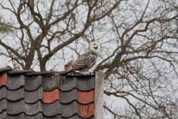 Snowy Owl