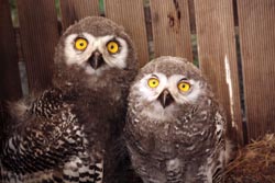 Snowy Owls