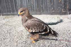 Steppe Eagle