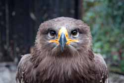 Steppe Eagle