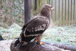 Steppe Eagle