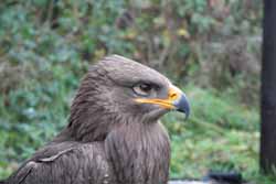 Steppe Eagle