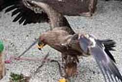 Steppe Eagle