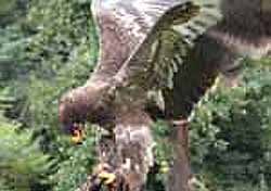 Steppe Eagle