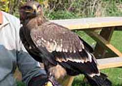 Steppe Eagle