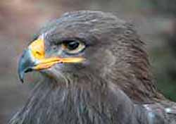 Steppe Eagle