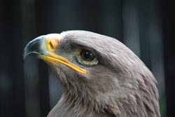 Steppe Eagle