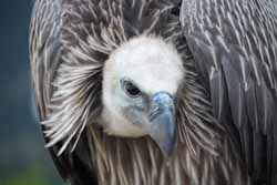 Vulture