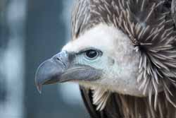 Vulture