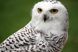 Snowy Owl