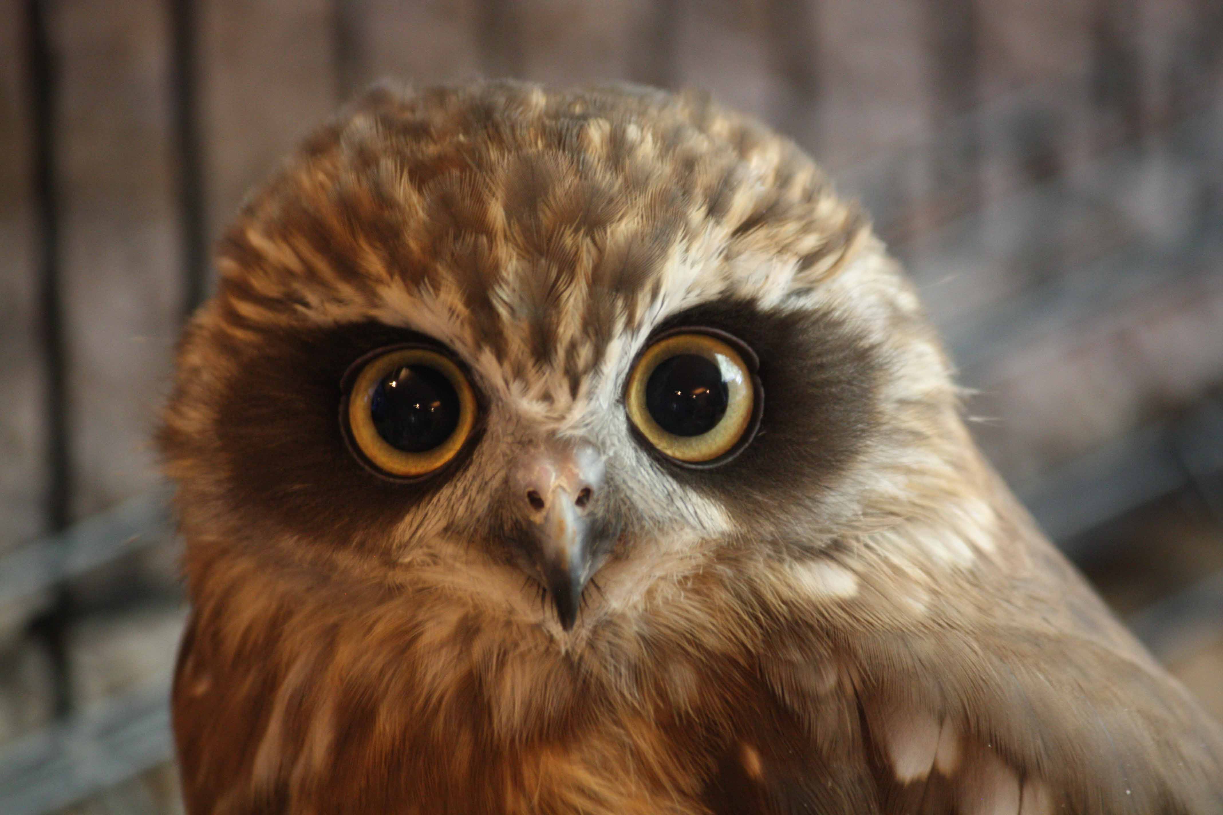 BooBook Owl