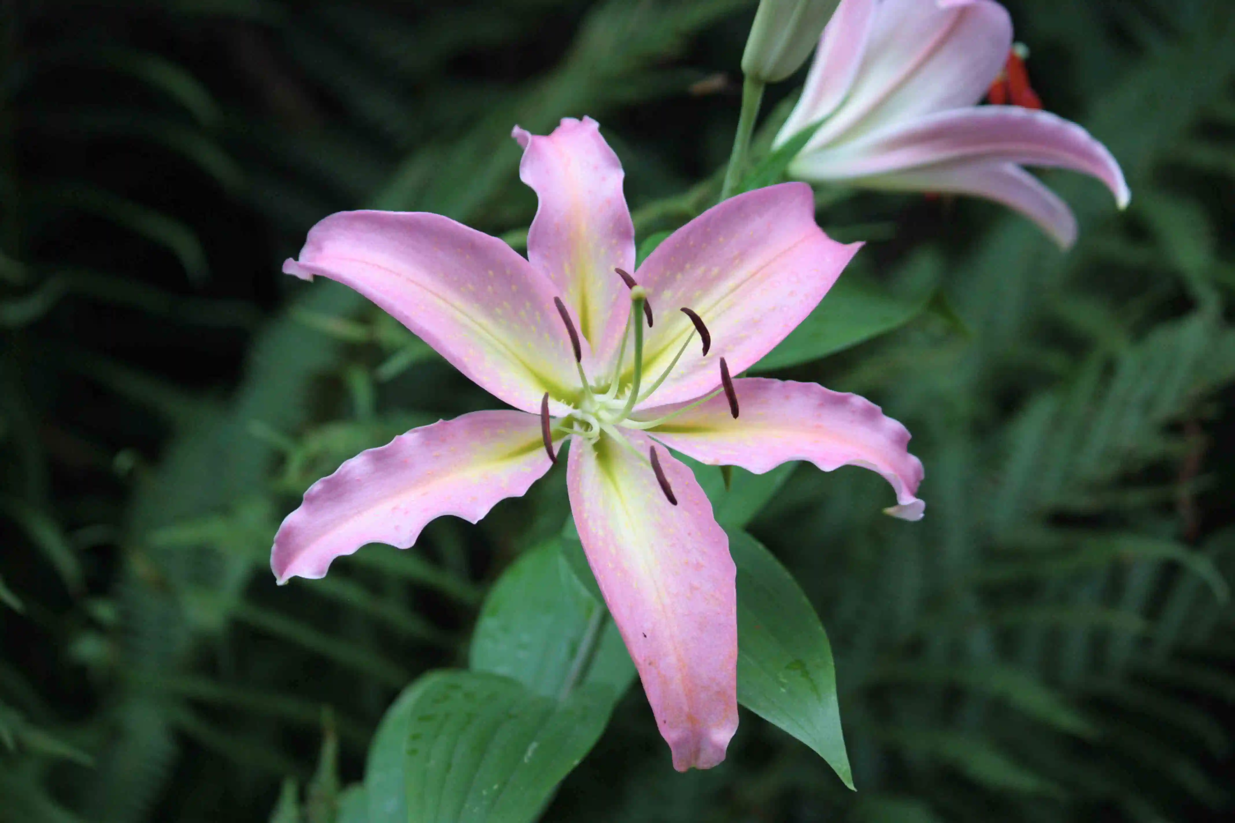Tropical Lily