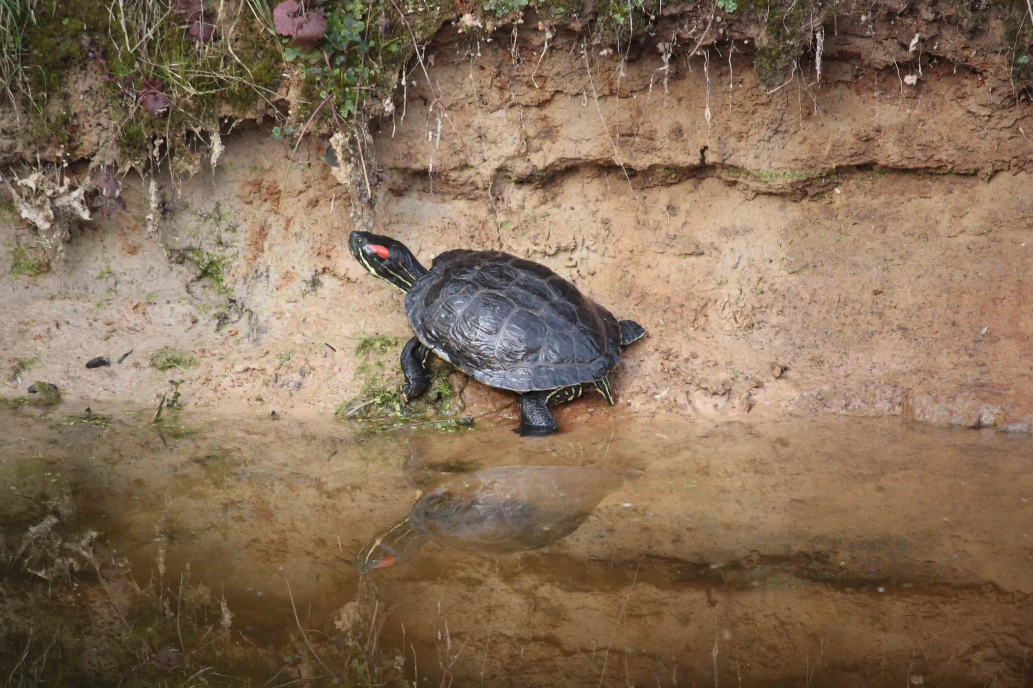 Turtle