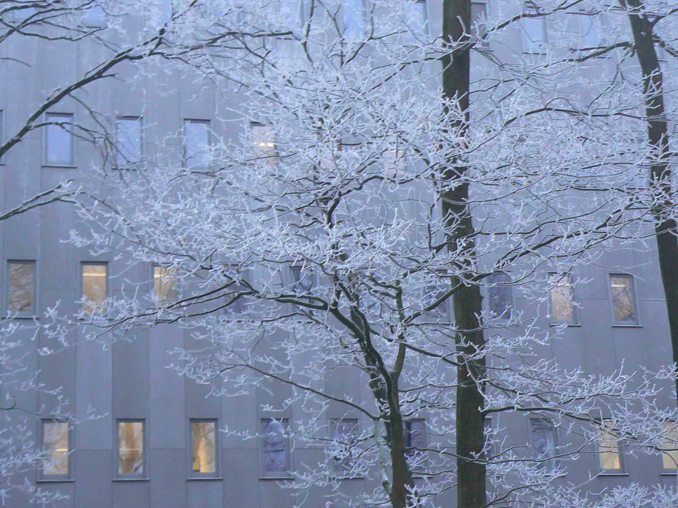 Winterl
