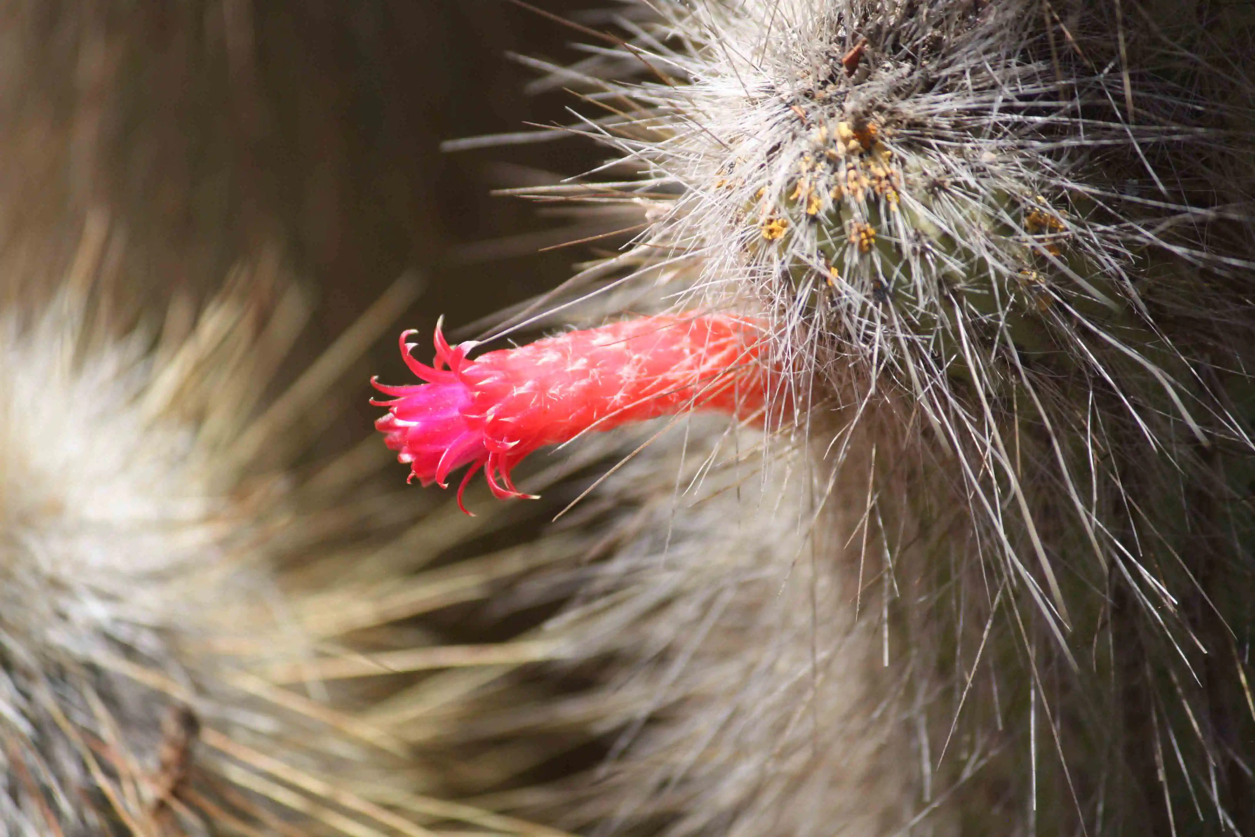Cactus Flower