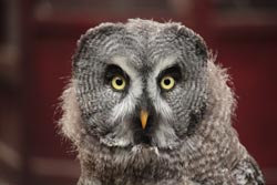Lapland Owl