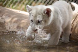 Lion Cub