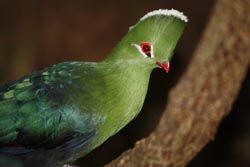 Loerie
