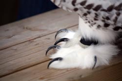 Snowy Owl Claws