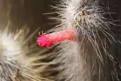 Cactus flower