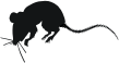 mice