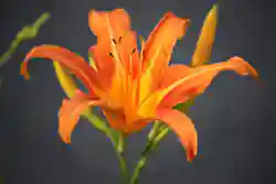 Orange Lily