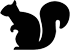 squirrel