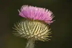 Thistle Flower