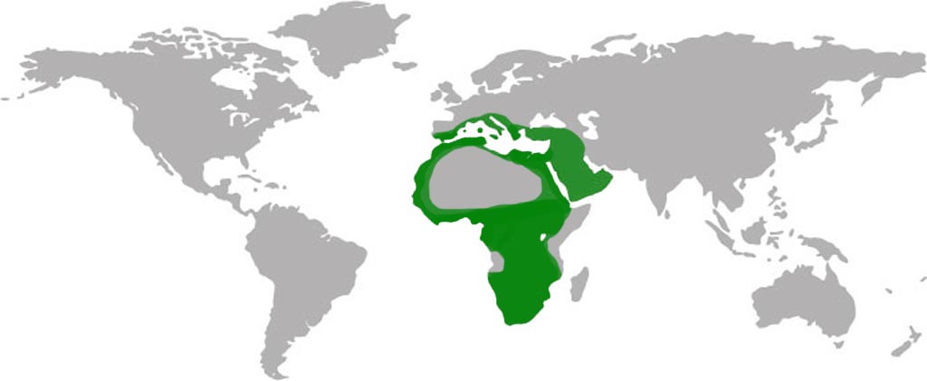 Lanner Falcon Habitat Map