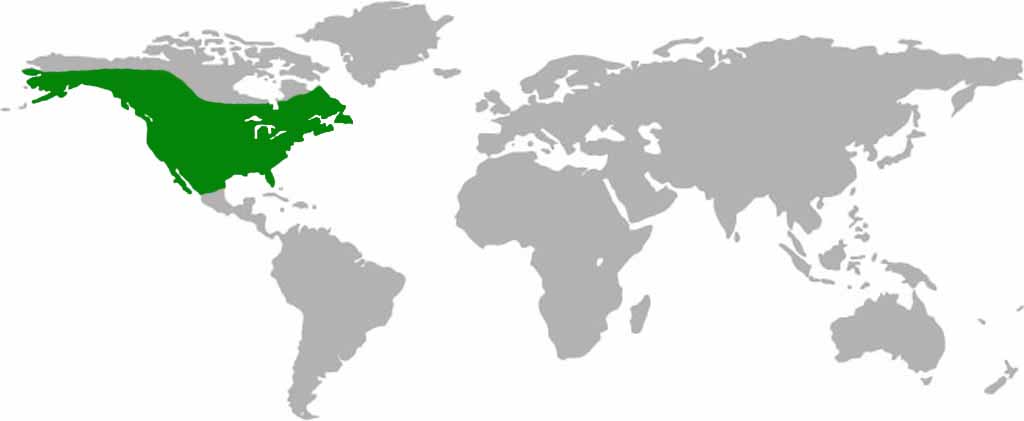 Bald Eagle Habitat Map
