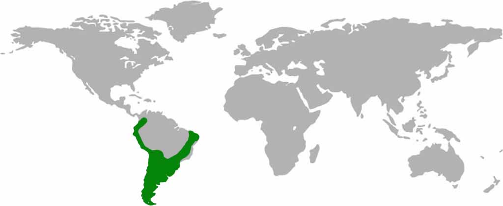 Chilean Eagle - Black-chested Buzzard-Eagle Habitat Map