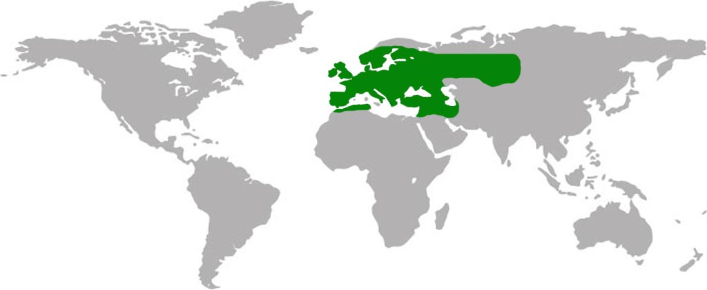 European Buzzard Habitat Map