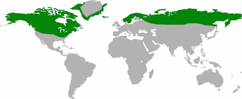 Gyr Falcon Habitat Map