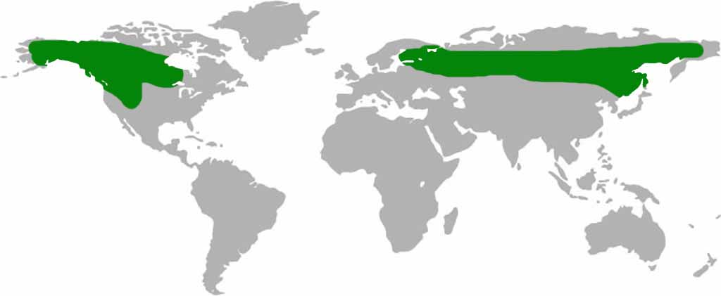Lapland Owl Habitat Map