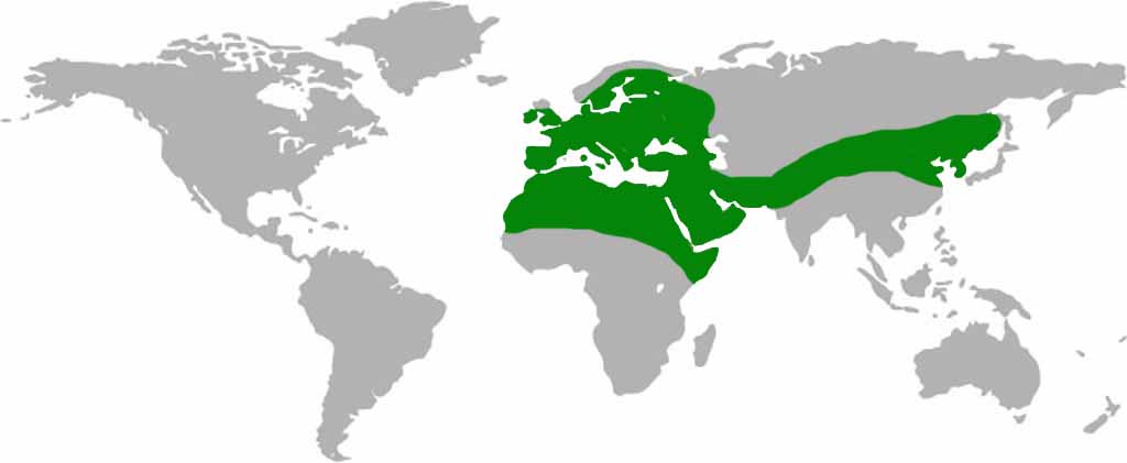 Little Owl Habitat Map