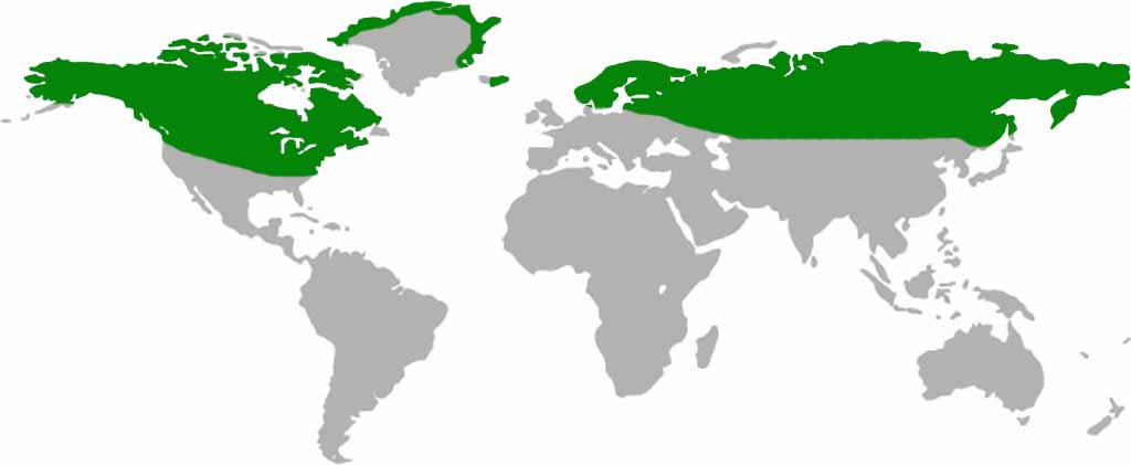 Snowy Owl Habitat Map