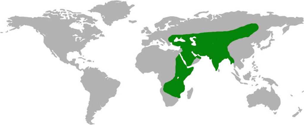 Steppe Eagle Habitat Map